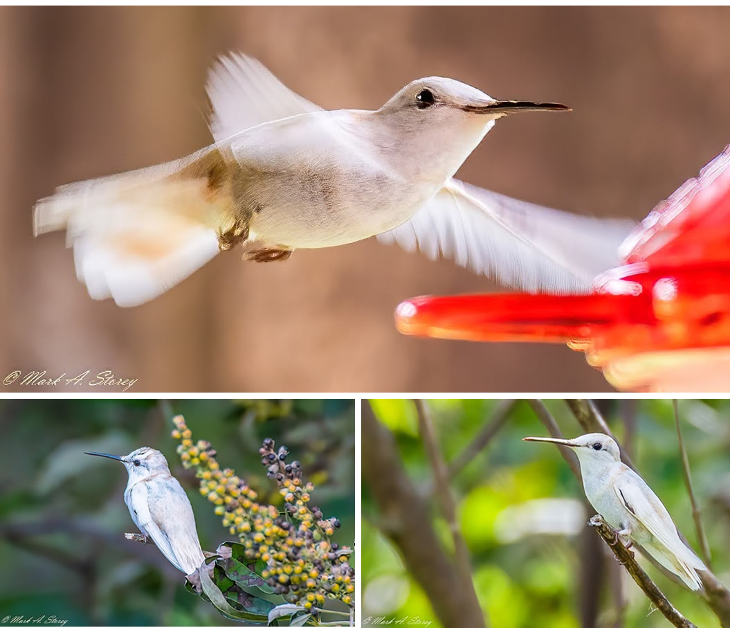 Leucistic Ruby-throated Hummingbird - Red River County, Texas