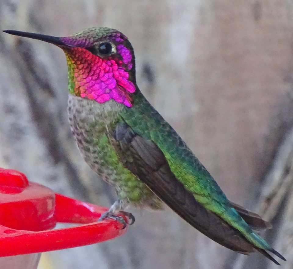 Hummingbird species, with common names, sizes, scientific names and photos