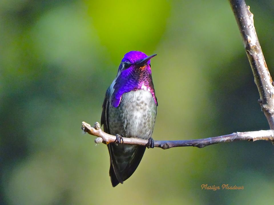 Costa's Hummingbird in Southern California