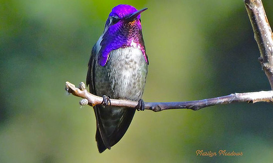 Female Anna's Hummingbird in San Francisco, California - May 2, 2017