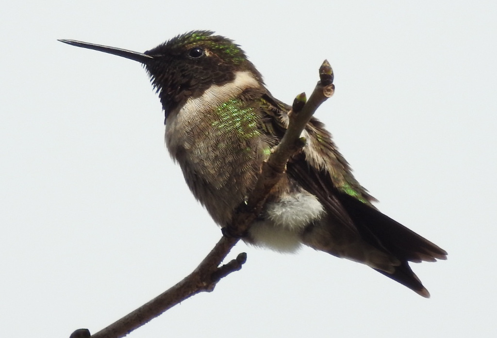 Ruby-throated Hummingbird - City of Central, Louisiana - March, 2022