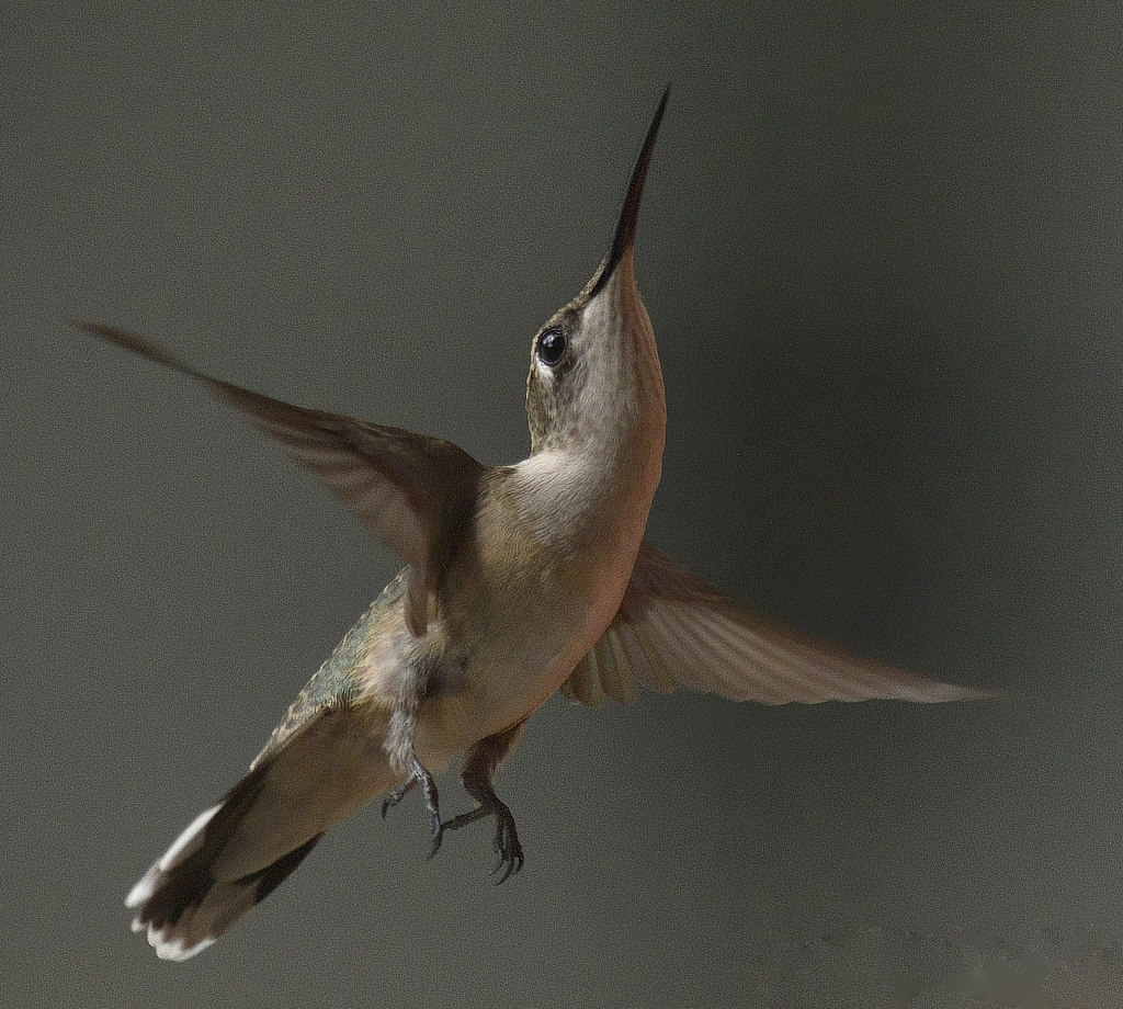 Ruby-throated Hummingbird - Florissant, Missouri, September, 2023