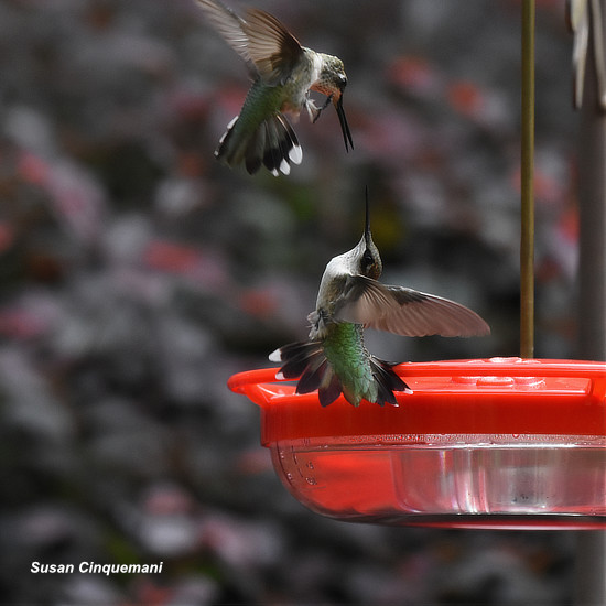 Ruby-throated hummingbirds, Greenville, South Carolina, Summer of 2024