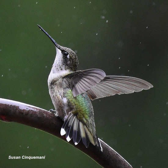Ruby-throated hummingbird in the rain, Greenville, South Carolina, Summer of 2024