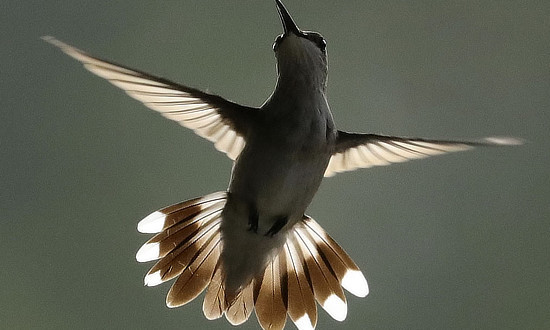 Ruby-throated Hummingbird - Mississippi - Septembert 5, 2020