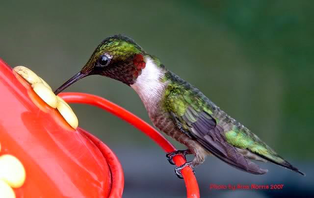 Ruby-throated Hummingbird in North Carolina