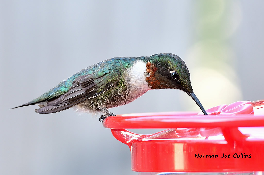 Ruby-throated Hummingbird at feeder in San Antonio, Texas