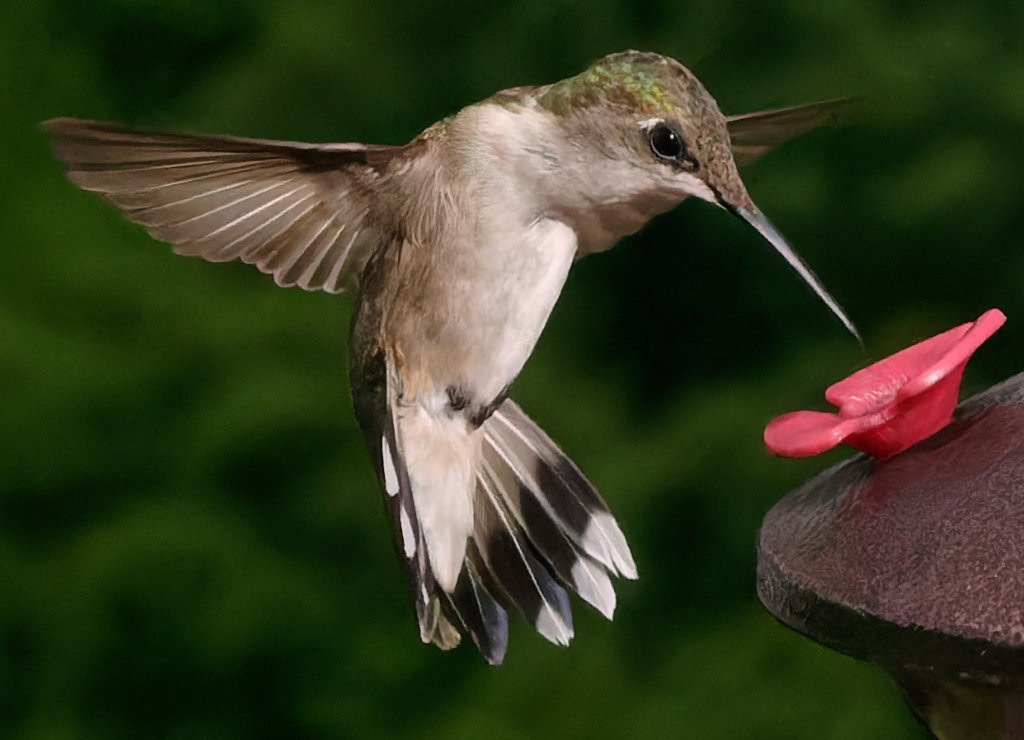 Ruby-throated Hummingbird at the Feeder - West Virginia - July, 2021 