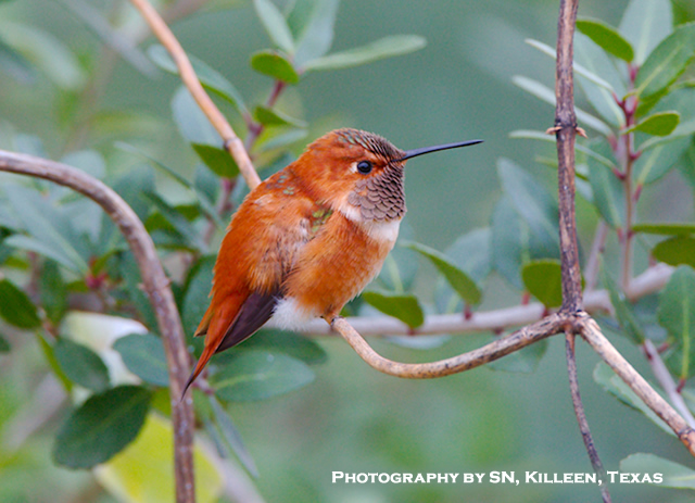 Rufous Hummingbird in Texas