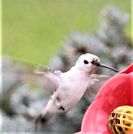 White, Albino, Leucistic and Pied Hummingbirds Characteristics