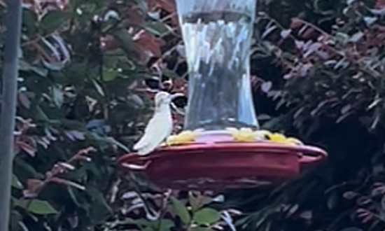 White hummingbird, Johnston, South Carolina, August, 2022