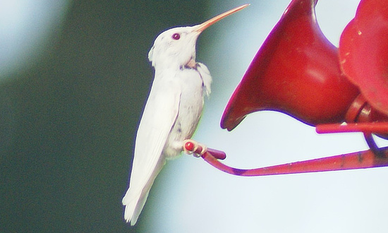 Albino Hummingbird, Millstadt, Illinois, August 1, 2022