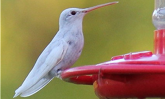 A white Ruby-throated Hummingbird feeding in Missouri, September 14, 2018