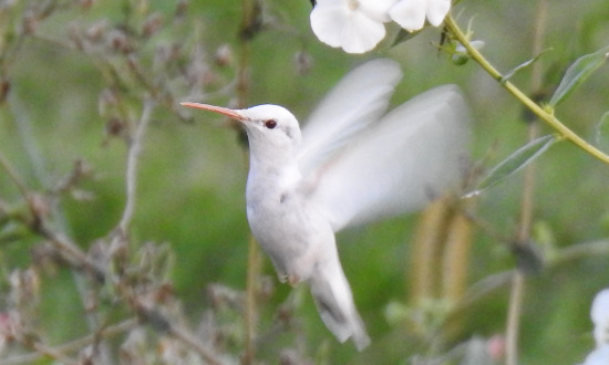 Albino Ruby-throated Hummingbird, north of Murray, Iowa, September 8, 2021