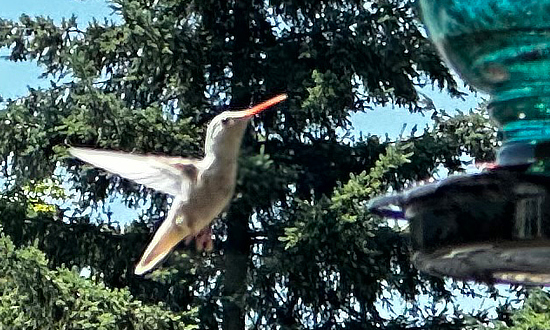 Albino Hummingbird, probably Rufous, Sandy, Oregon, July 8, 2025