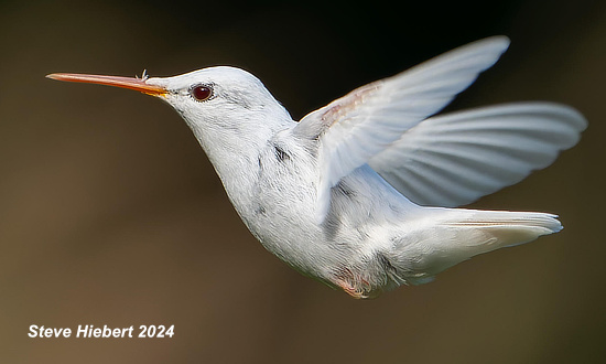 Leucistic Ruby-throated hummingbird, St. Charles, Missouri, September 24-27, 2023