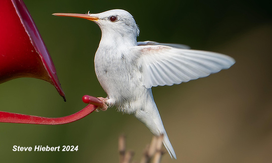 Albino Ruby-throated Hummingbird, Morden, Manitoba, August 2024