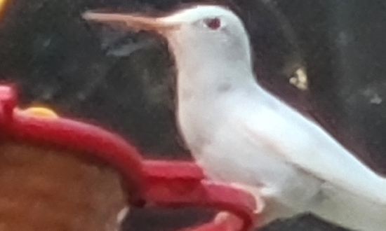 Albino Ruby-throated hummingbird, Paw Paw, Michigan, August 9, 2023