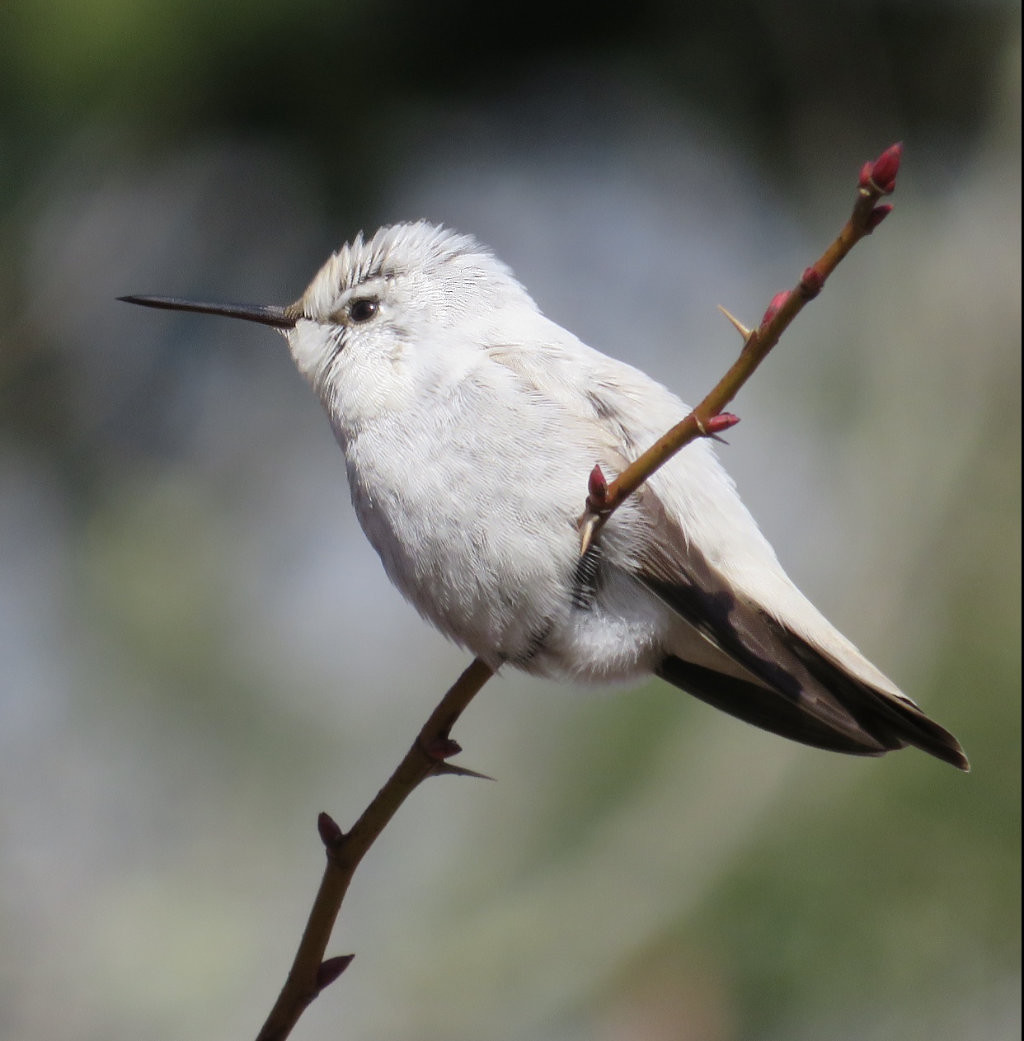 Leucistic male Anna's Hummingbird - Nicknamed "Cotton Ball" - Halfmoon Bay, British Columbia - February 24, 2021