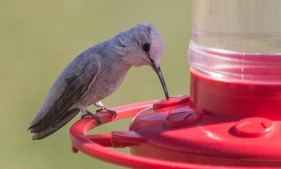 Leucistic female Anna's Hummingbird - Hemet, California - February 26, 2021