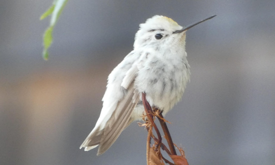 Leucistic Anna's Hummingbird in Port Ludlow, Washington, in July of 2021
