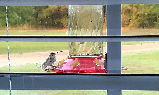 Leucistic Ruby-throated Hummingbird at a feeder in Southern Arkansas, August, 2018