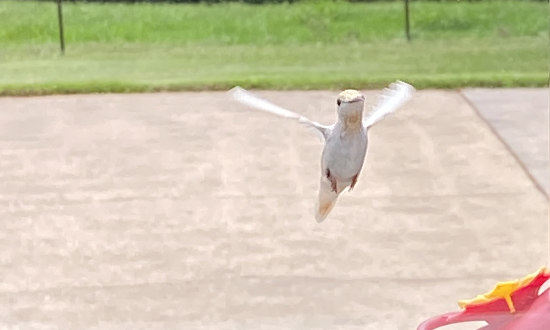 White hummingbird, Frisco City, Alabama, August, 2022