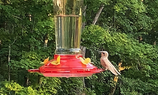 Leucistic Ruby-throated Hummingbird - Hopkinsville, Kentucky, August, 2021
