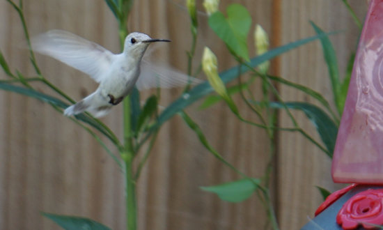 Leucistic hummingbird, Pensacola, Florida, September 2, 2022