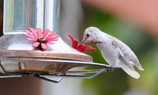 Leucistic Hummingbird, Port Moody, British Columbia, September 12-27, 2023