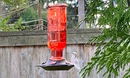 Leucistic Hummingbird, probably an Anna's - Seattle, Washington 