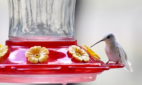 White Ruby-throated Hummingbird - Sisterdale, Texas