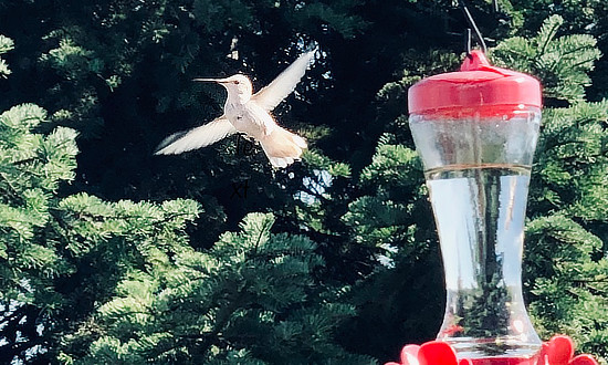 Leucistic Hummingbird, Spokane, Washington