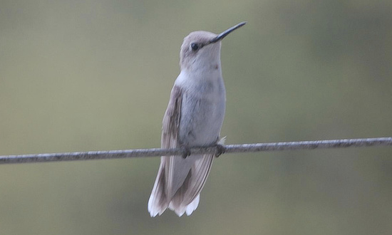 Leucistic Ruby-throated Hummingbird, Lafayette, Tennessee,  September 25, 2025