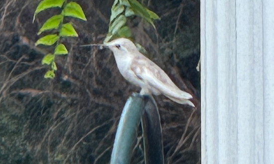 Leucistic Ruby-throated hummingbird, Raleigh, MS, September 21, 2025