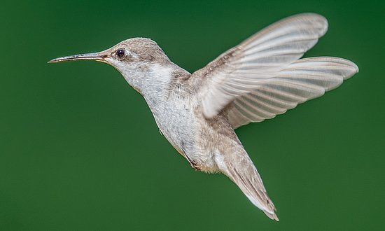 Leucistic Ruby-throated Hummingbird, Sunset, Louisiana, September 28 - October 1, 2025