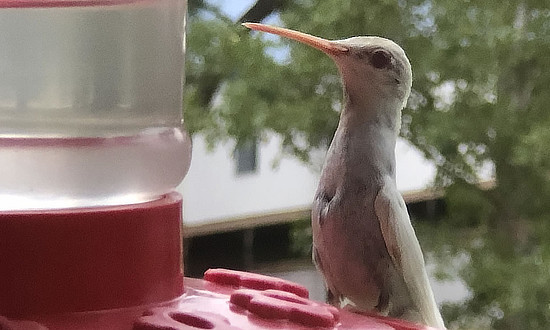 White Ruby-throated Hummingbird - Arp, Texas, August 13, 2019