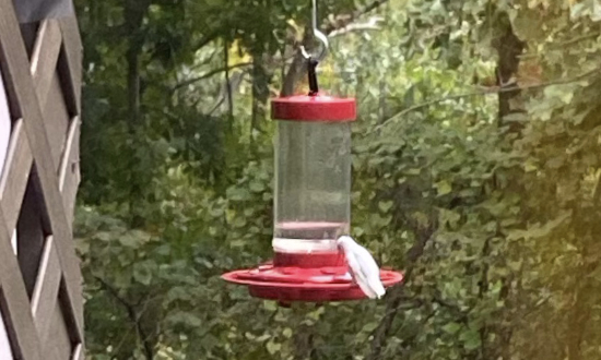 Leucistic Ruby-throated hummingbird, Bella Vista, Arkansas, October, 2023