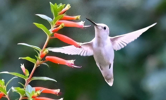 Leucistic Ruby-throated hummingbird, Clifton Park, New York, September 8, 2023