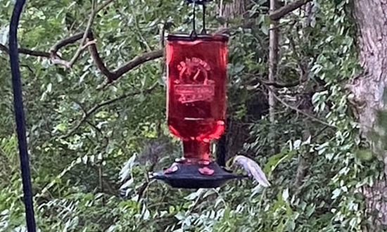 Leucistic Ruby-throated hummingbird, Decatur, Illiinois, August 17, 2023