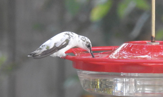 Pied Hummingbird - Fort Worth, Texas, September, 2021