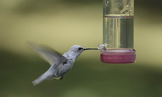 Leucistic Ruby-throated hummingbird, Franklin, Louisiana, October 4-5, 2023