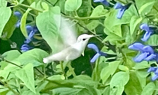 Leucistic Ruby-throated hummingbird, Millington, Tennessee, August 2, 2023