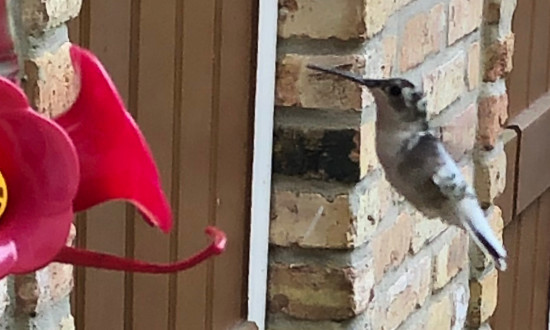 Pied Ruby-throated Hummingbird sighted in Ponchatoula, LA, September, 2021