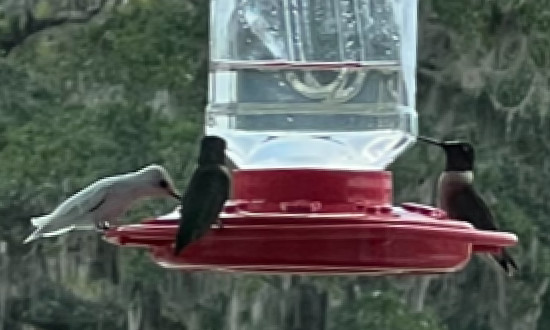 Leucistic Ruby-throated hummingbird, Prairieville, Louisiana, September 11-13, 2023