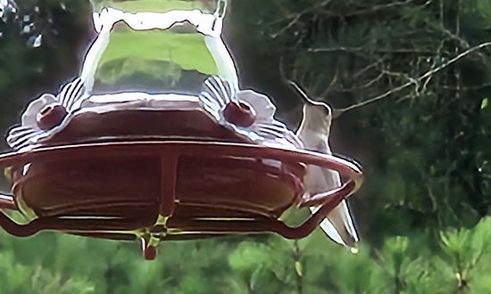 Leucistic Ruby-throated Hummingbird, Shawboro, North Carolina, July 15, 2025