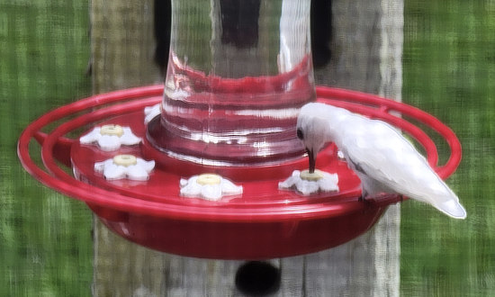 Leucistic Ruby-throated hummingbird, Stony Creek, VA, July 22, 2023