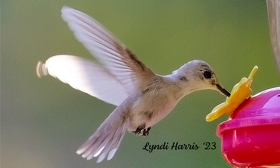 Leucistic Ruby-throated Hummingbird, Harbinger, NC, July 31, 2023