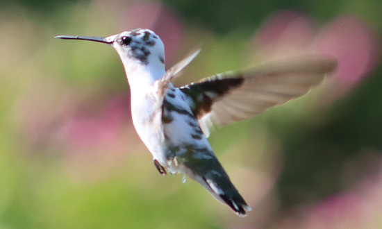 Leucistic Ruby-throated hummingbird, St. Charles, Missouri, September 24-27, 2023