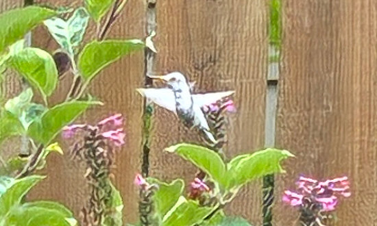 Pied Anna's hummingbird, West Linn, Oregon, July 20, 2025